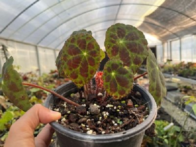 Begonia rigidifolia