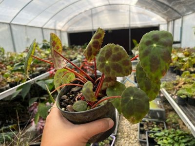 Begonia rigidifolia
