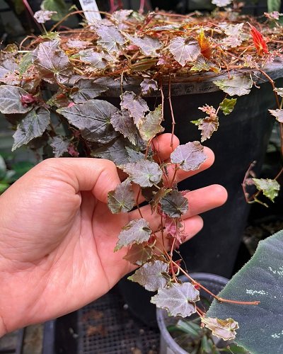 Begonia segregata