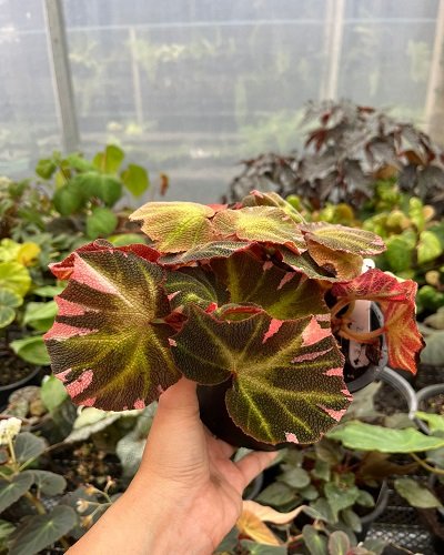 Begonia soli-mutata variegated