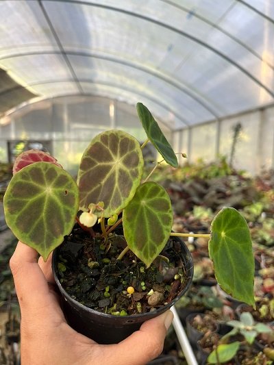Begonia soralungun from Sumatra