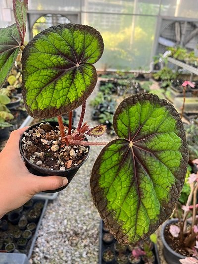 Begonia sp.#1