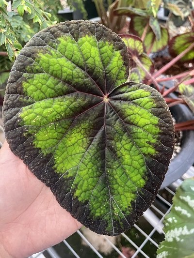 Begonia sp.#1