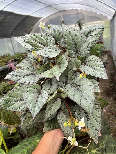 Begonia sp.#2