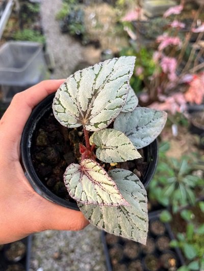 Begonia sp.#2