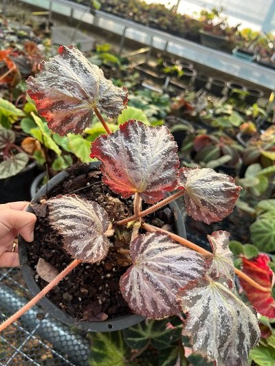 Begonia sp.#4