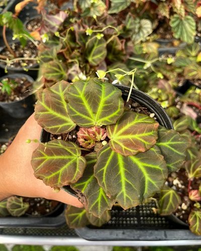 Begonia sp. Aceh