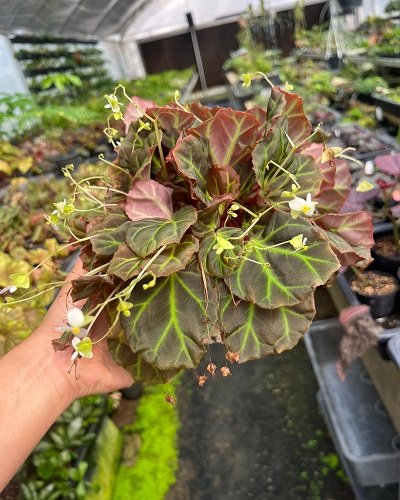 Begonia sp. Aceh