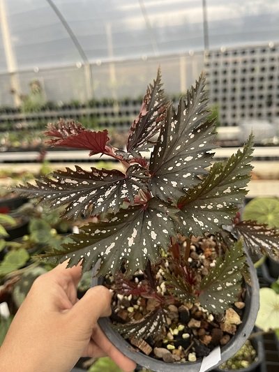 Begonia sp. China