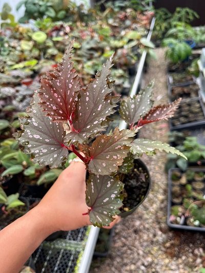 Begonia sp. China