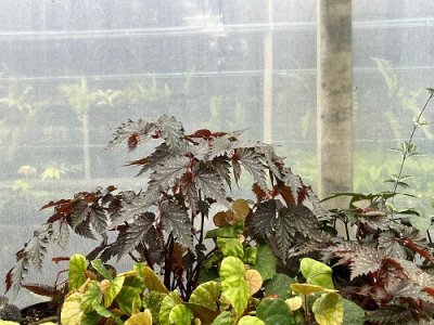 Begonia sp. China