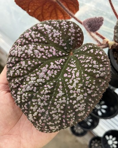 Begonia sp. Hybrid