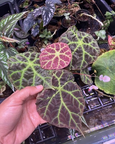 Begonia sp. Merangin