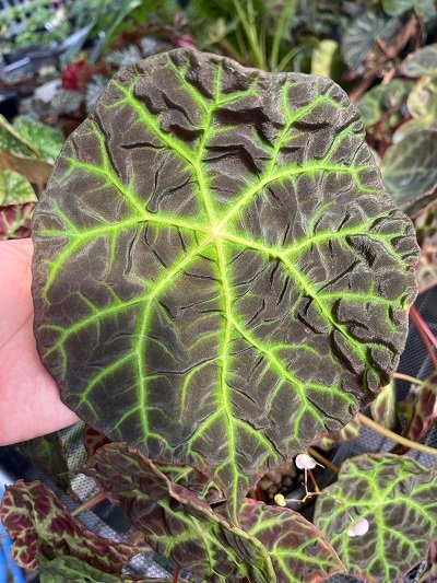Begonia sp. Merangin