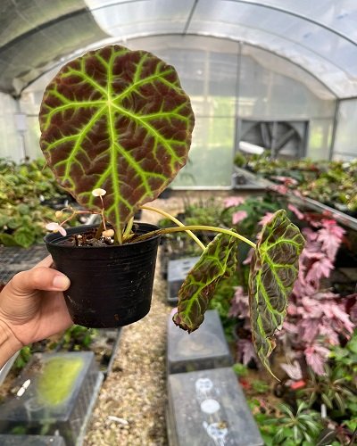 Begonia sp. Merangin