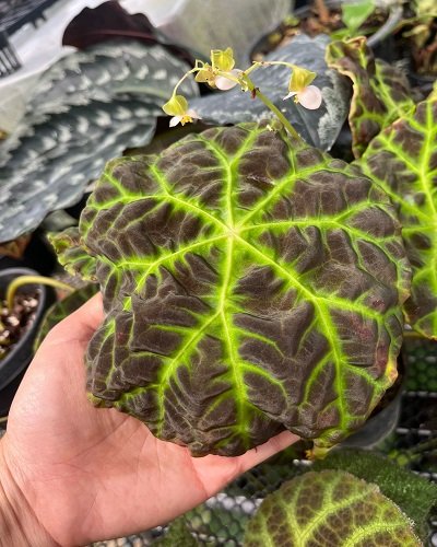 Begonia sp. Merangin