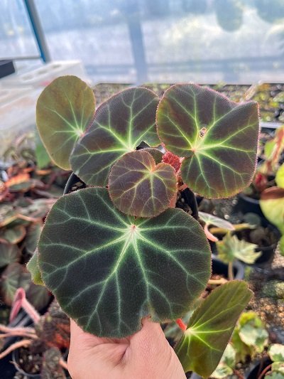 Begonia subacida