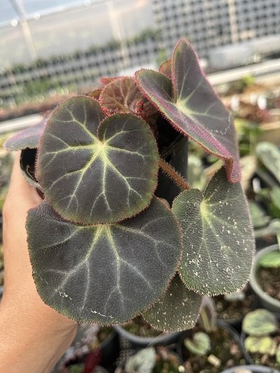 Begonia subacida