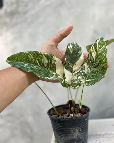 Calathea musaica variegated