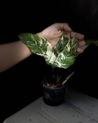 Calathea musaica variegated