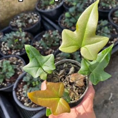 Calciphilopteris ludens