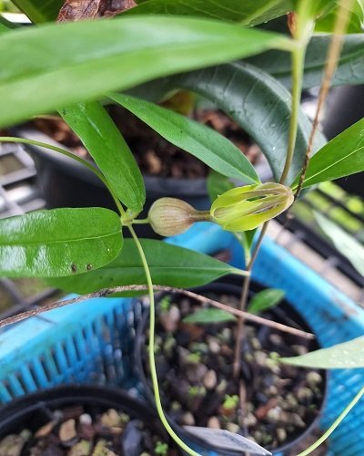 Ceropegia sootepensis