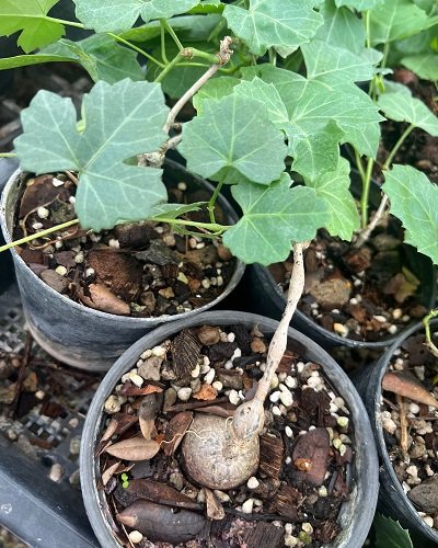 Cissus trifoliata