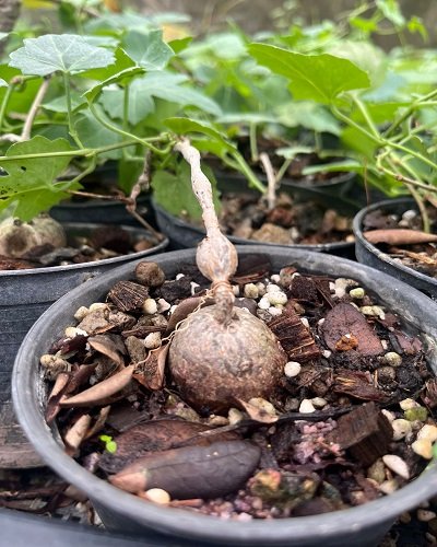 Cissus trifoliata