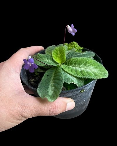 Codonoboea puncticulata