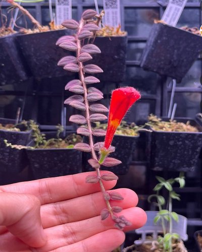 Columnea gloriosa