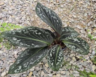 Cornukaempferia aurantiflora