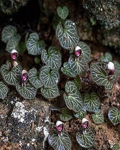 Corybas ecarinatus