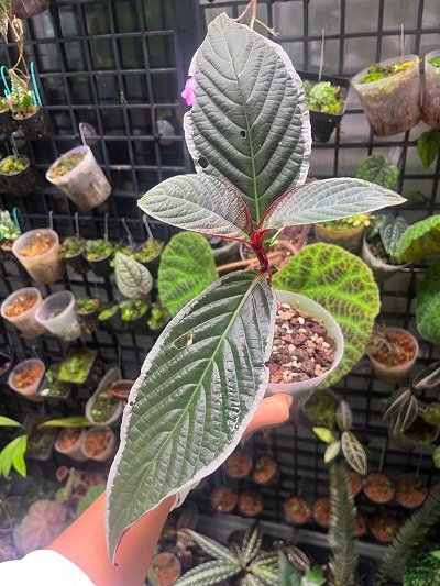 Cosmianthemum bullatum