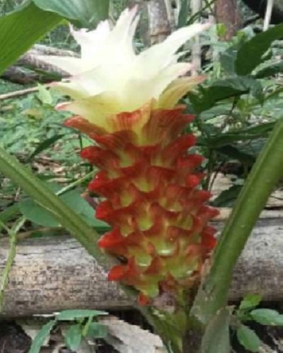 Curcuma aurantiaca natural hybrid