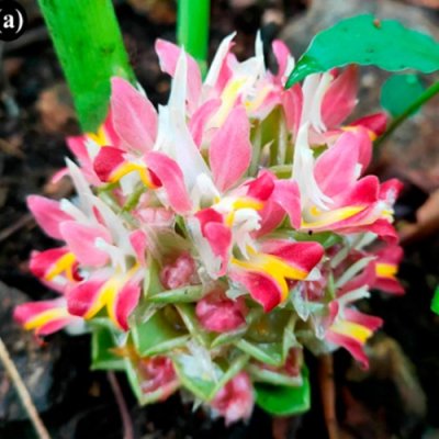 Curcuma borealis