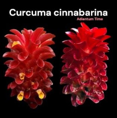 Curcuma cinnabarina