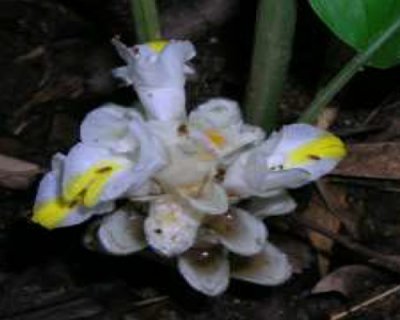 Curcuma cochinchinensis