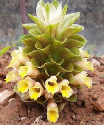 Curcuma diversicolor