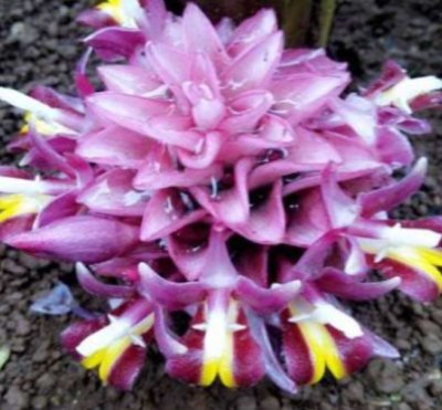 Curcuma econata