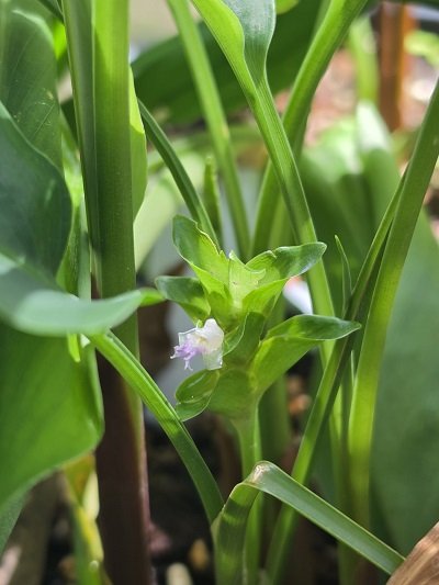 Curcuma fimbriata