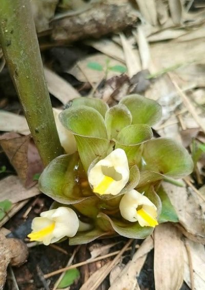 Curcuma globulifera