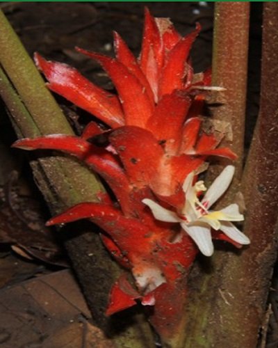 Curcuma ignea - Tak