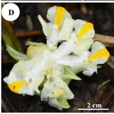Curcuma lampangensis