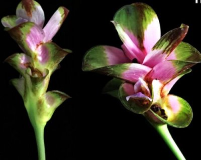 Curcuma lithophila