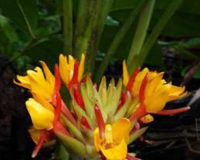 Curcuma maxwellii