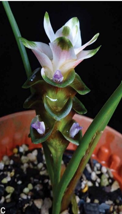 Curcuma micrantha - Tak
