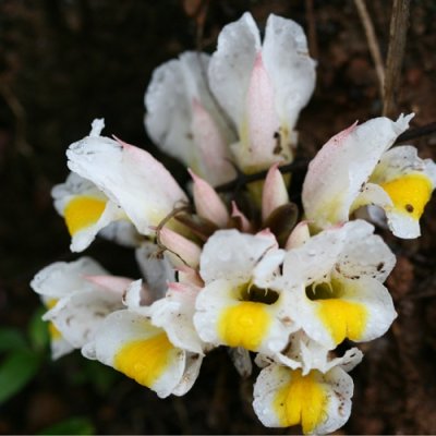 Curcuma oligantha