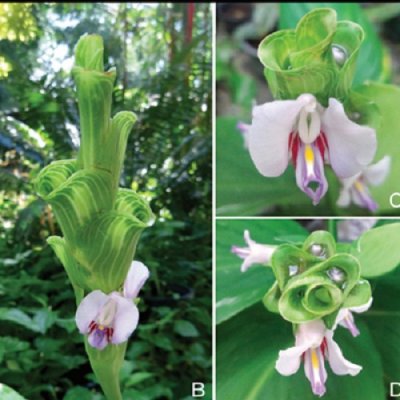 Curcuma papilionacea