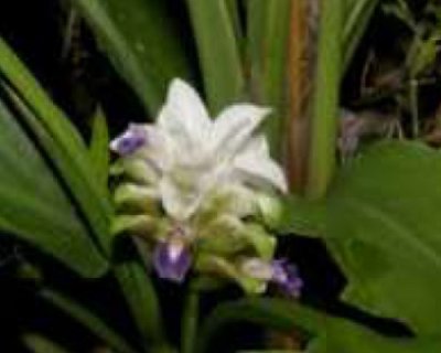 Curcuma parviflora
