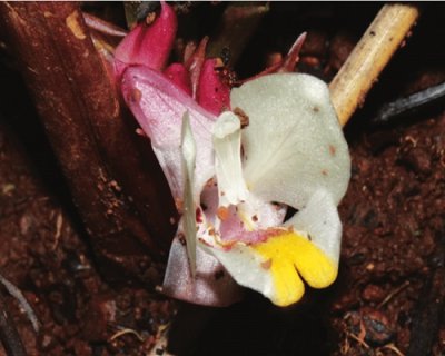 Curcuma peramoena